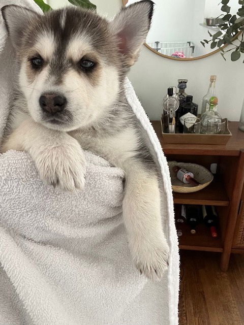 Kristoff