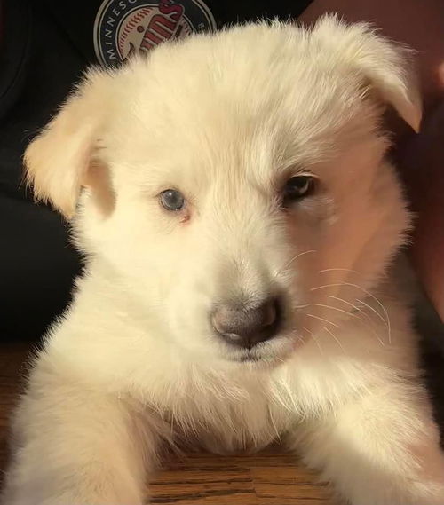 Elsa