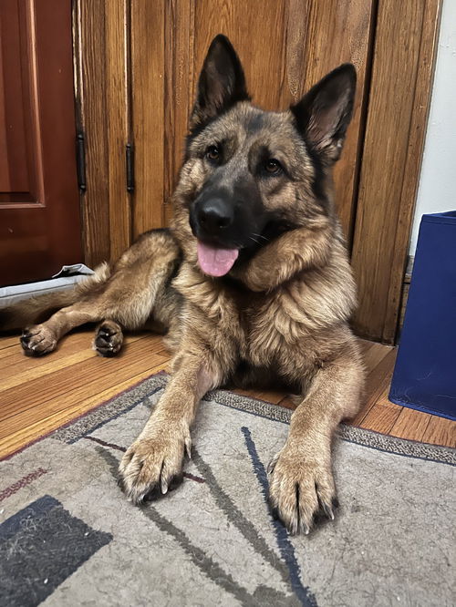 Aleko