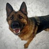 Aleko