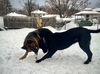 Aleko