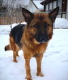 Aleko