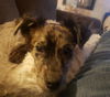 Scamp