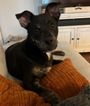 Nash