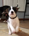 Fidelia