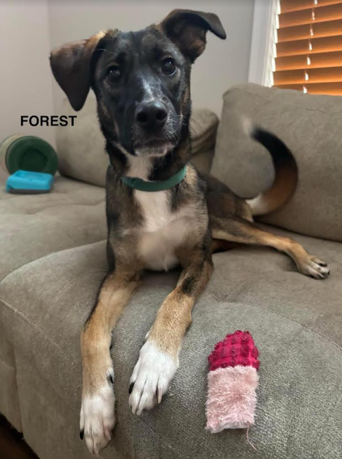 Forest