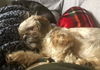 Ottie