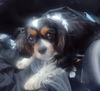 Trixie