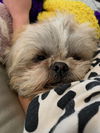 Josie