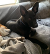 Levi