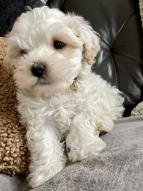 Sammy