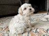 Sammy