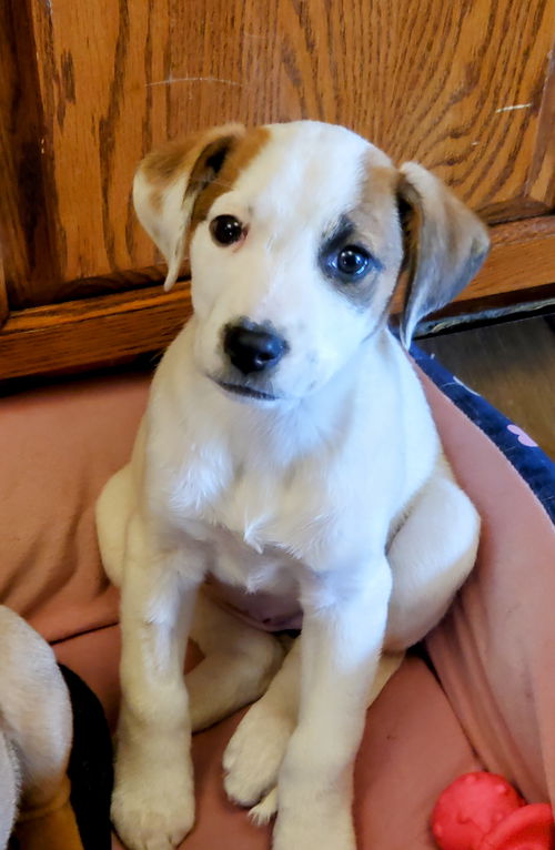 Lucy Lou