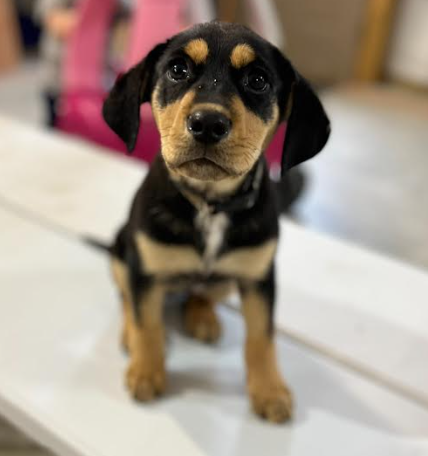 Lil Rottie