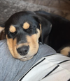 Lil Rottie