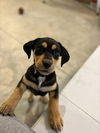 Lil Rottie