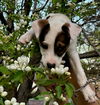 Jasmine