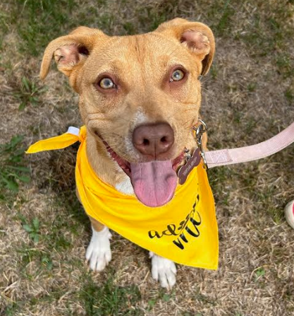 adoptable Dog in Minneapolis, MN named Wasp