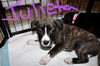 Julieta