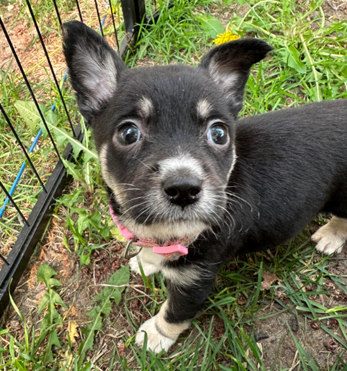 Jalapeno