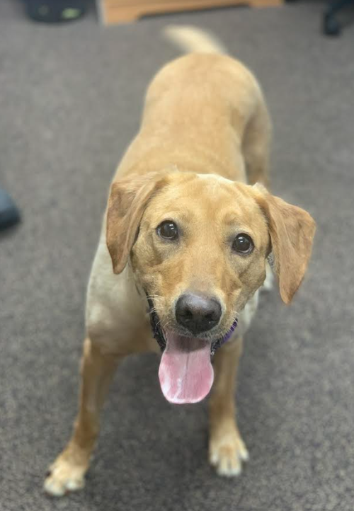 Penny
