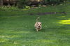 Poppy