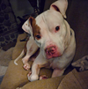 Marley Moo