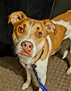 adoptable Dog in minneapolis, MN named Aaron