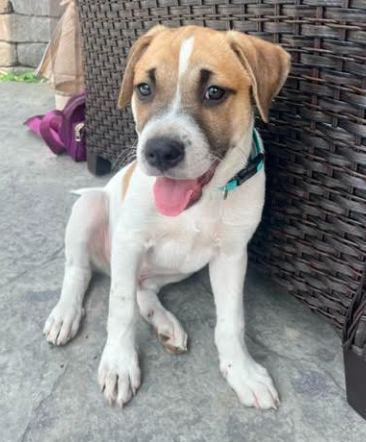 Eli