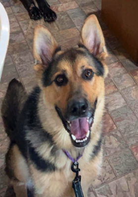 Koda