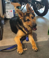 Koda