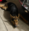 Koda