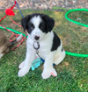 Winston