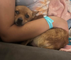 Reba
