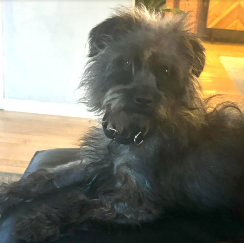 Alfie