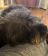 Alfie