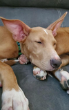 Oscar