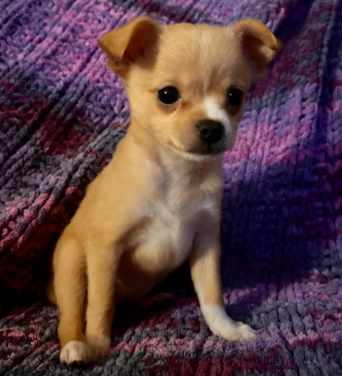 Maisie Mae