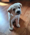 Romeo