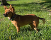Lobito