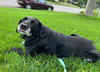 Lulu