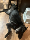 Lulu