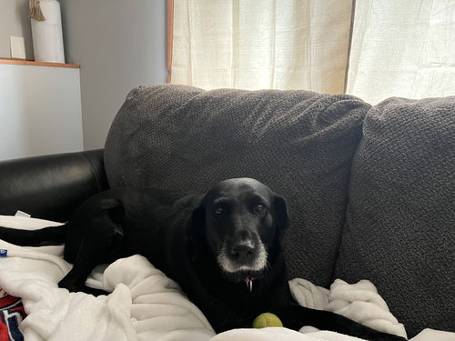 Lulu