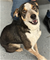 adoptable Dog in minneapolis, MN named Banjo