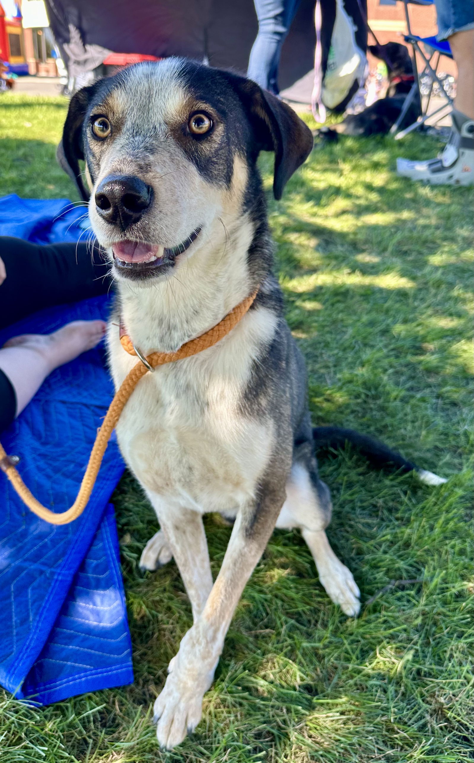 adoptable Dog in Minneapolis, MN named Banjo