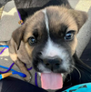 Oso