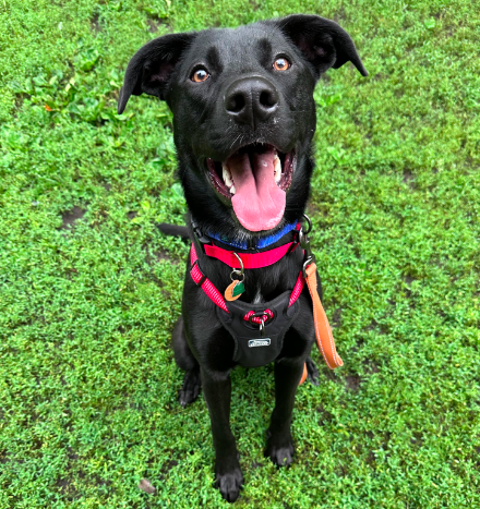 adoptable Dog in Minneapolis, MN named Vereen