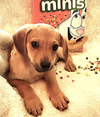 Trix