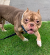 Sampson