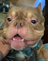 Sampson